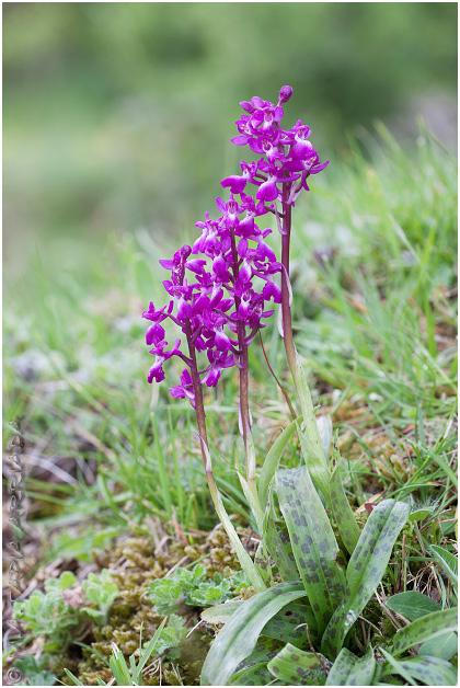 Orchis langei 1