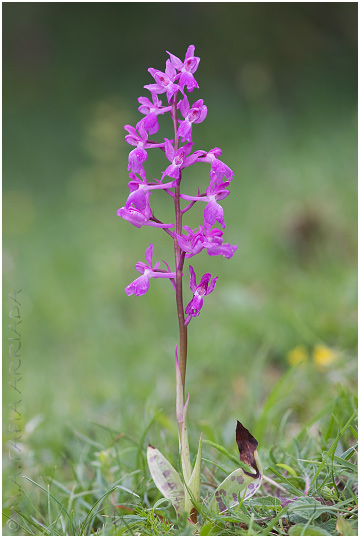 Orchis langei 2