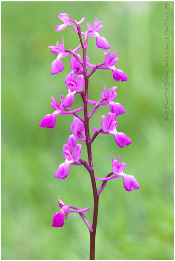 Orchis langei 4