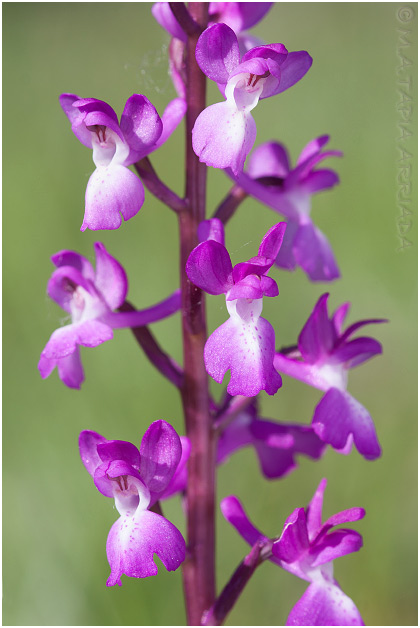 Orchis langei 5