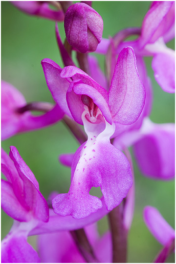 Orchis langei 6