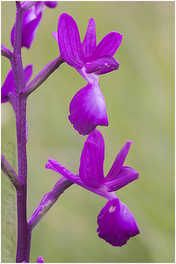 Orchis laxiflora 2