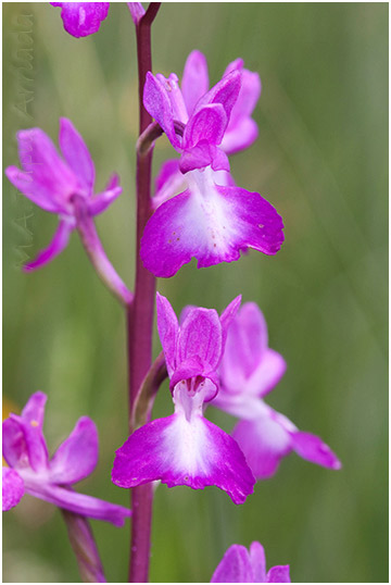 Orchis laxiflora 4