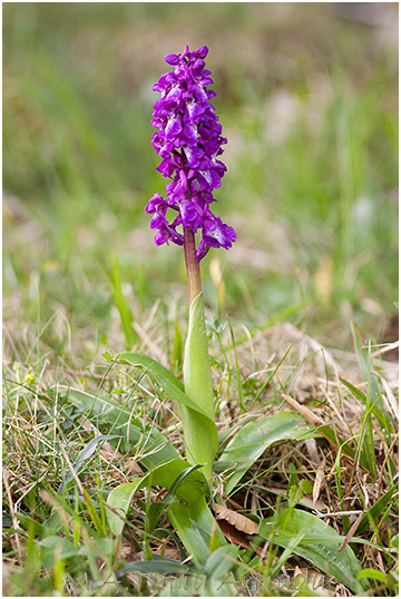 Orchis mascula 2