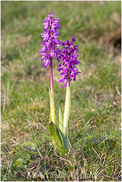 Orchis mascula 3