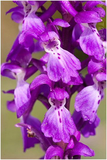 Orchis mascula 4