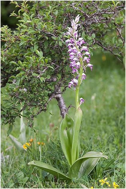 Orchis militaris 1
