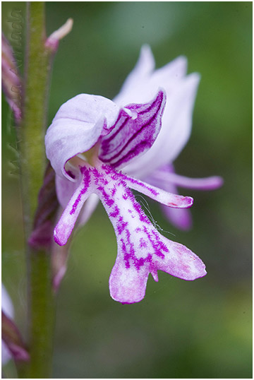 Orchis militaris 2