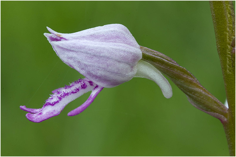 Orchis militaris 3