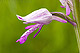 Orchis militaris 2