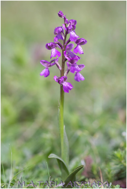 Orchis morio 1
