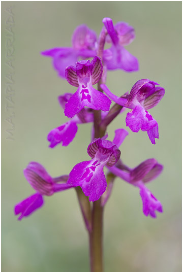 Orchis morio 2
