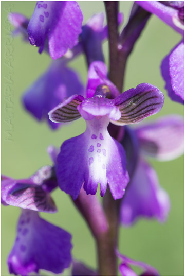 Orchis morio 4
