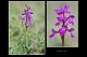 Orchis morio 1