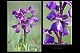 Orchis morio 2