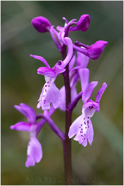 Orchis olbiensis 1