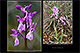 Orchis olbiensis 1