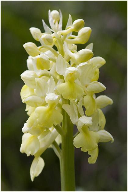 Orchis pallens 1