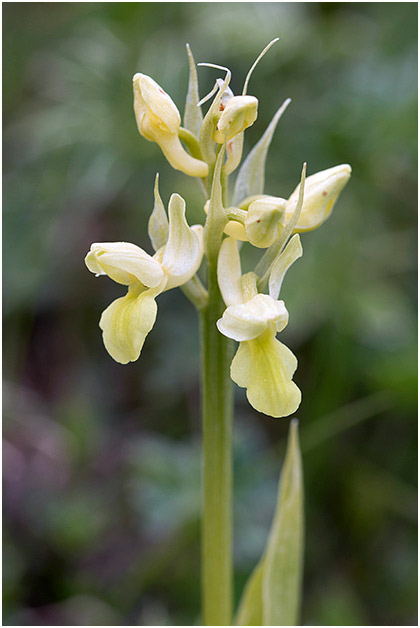 Orchis pallens 3