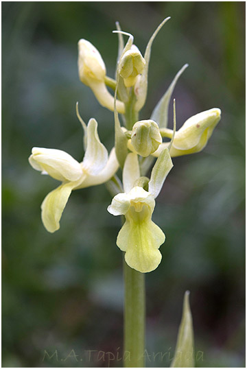 Orchis pallens 4