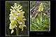 Orchis pallens 1