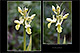 Orchis pallens 2