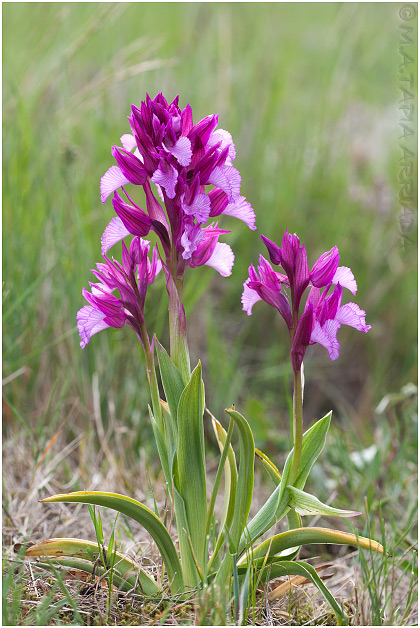 Orchis papilionacea 1