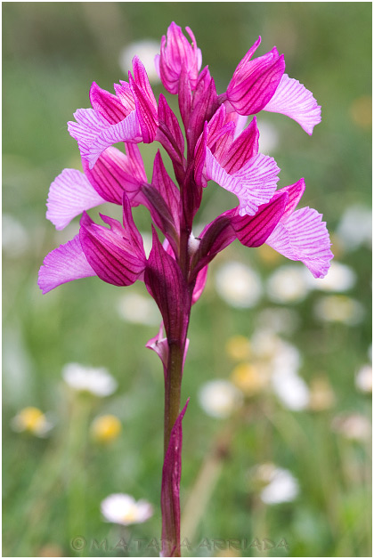 Orchis papilionacea 3