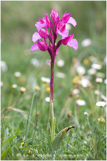 Orchis papilionacea 4