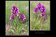 Orchis papilionacea 1
