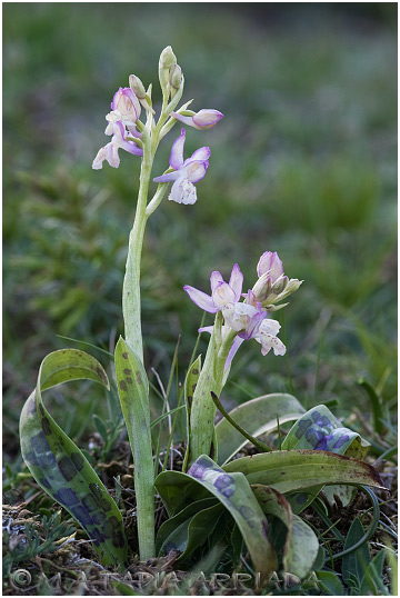 Orchis provincialis 2