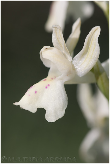 Orchis provincialis 6