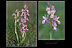 Orchis provincialis 2