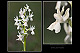 Orchis provincialis 3