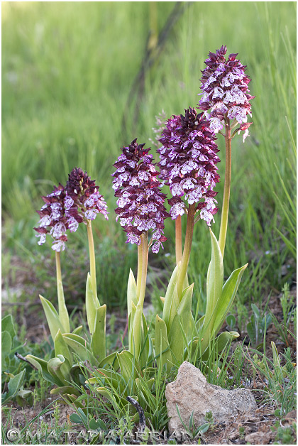 Orchis purpurea 1