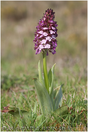 Orchis purpurea 2