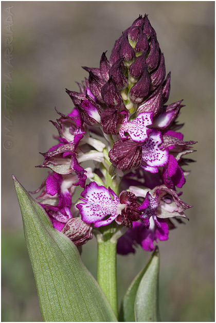 Orchis purpurea 3