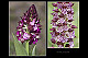 Orchis purpurea 2