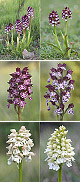 Orchis purpurea Artxibo