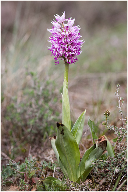 Orchis simia 1