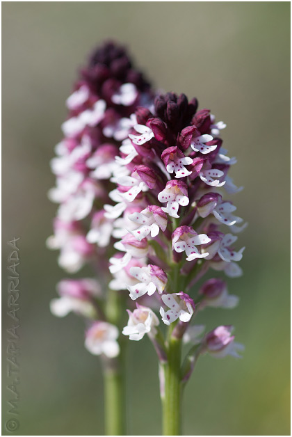 Orchis ustulata 1