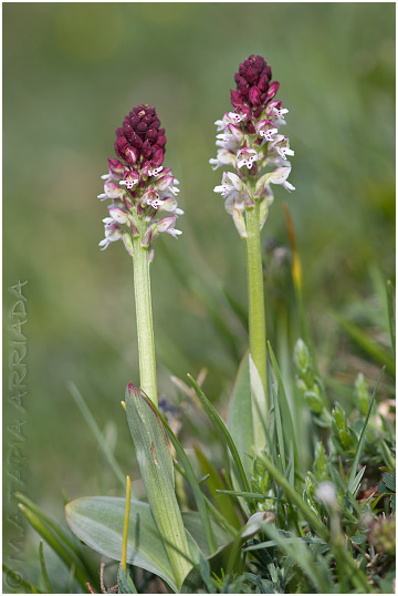 Orchis ustulata 2