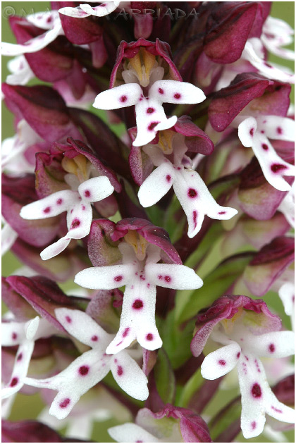 Orchis ustulata 3