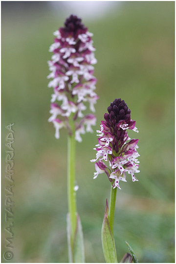 Orchis ustulata 4