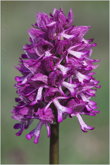 Orchis x angusticruris 1