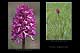 Orchis x angusticruris 1
