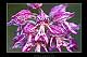 Orchis x angusticruris 2
