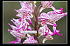 Orchis x angusticruris 2