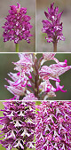Orchis x angusticruris Artxibo
