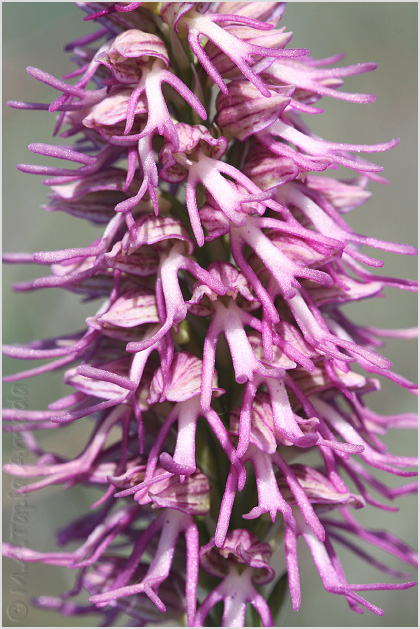 Orchis x bergonii 1